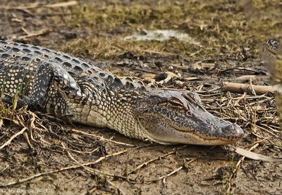 American Alligator
