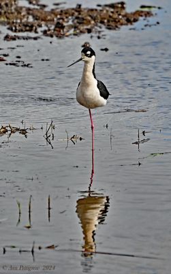 Black-necked Stilt