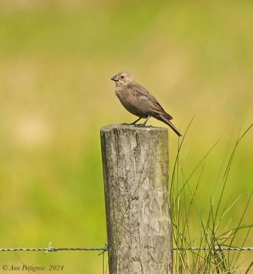 Brown-headed Cowbird - female