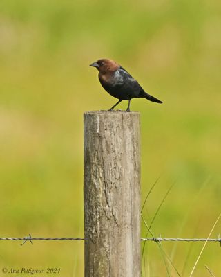 Brown-headed Cowbird - male
