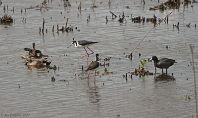 Blue-winged Teal, Black-necked Stilt, American Coot
