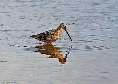 Long-billed Dowitcher