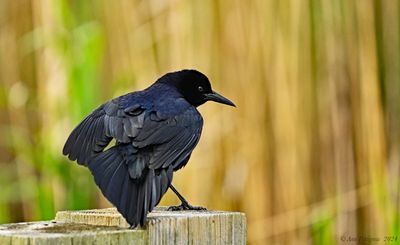 Boat-tailed Grackle