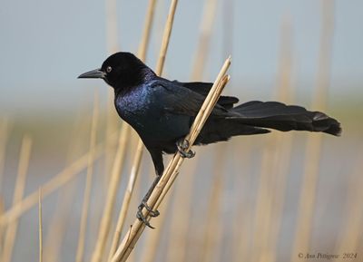 Boat-tailed Grackle