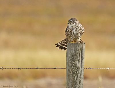 Merlin