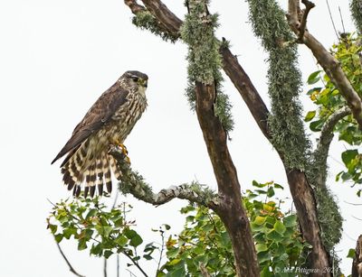Merlin
