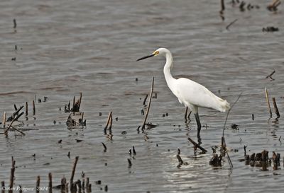 Snowy Egret