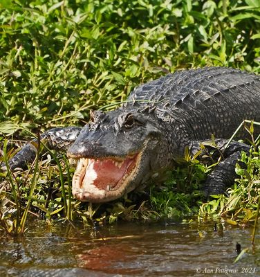 American Alligator