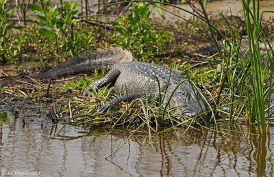 American Alligator