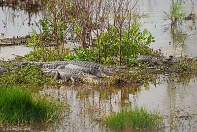 American Alligator