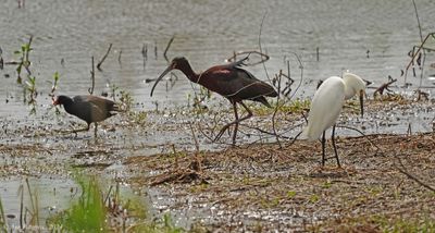 Common Gallinule, White-faced Ibis, Snowy Egret