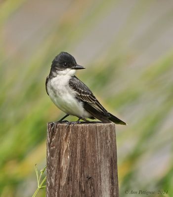 Eastern Kingbird