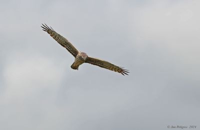 Northern Harrier - female
