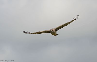 Northern Harrier - female