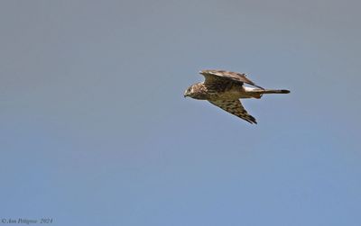 Northern Harrier - female