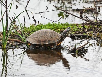 Red-eared Slider
