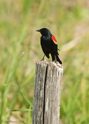 Red-winged Blackbird