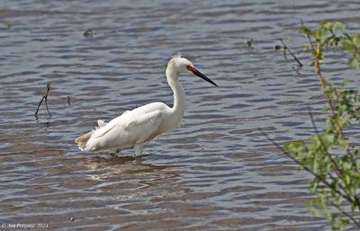 Snowy Egret