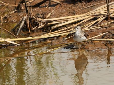 Solitary Sandpiper
