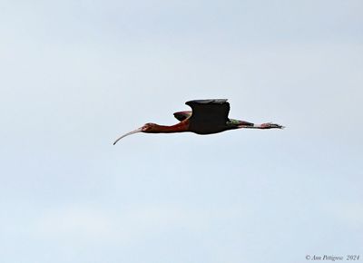 White-faced Ibis