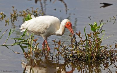 White Ibis