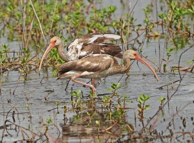 White Ibis - juvenile