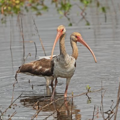 White Ibis - juvenile