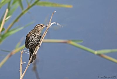 Red-Winged Blackbird - female