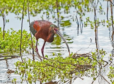 White-faced Ibis