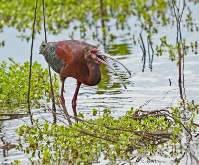 White-faced Ibis