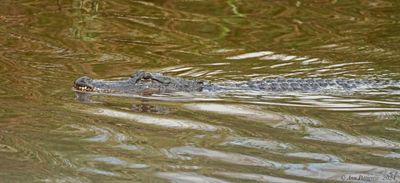 American Alligator