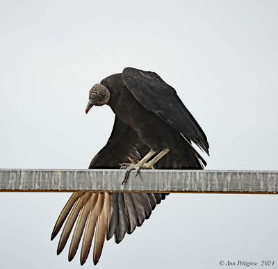 Black Vulture