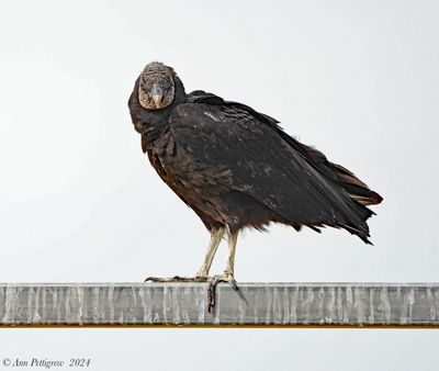 Black Vulture
