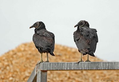 Vultures & Condors