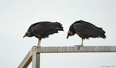 Black Vultures