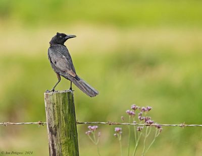 Boat-tailed Grackle