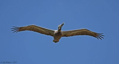 Brown Pelican