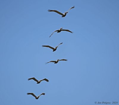 Brown Pelican Squadron