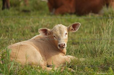 Calf
