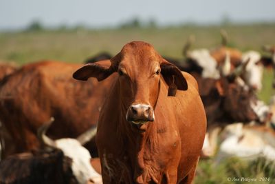 Cows