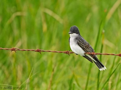 Eastern Kingbird