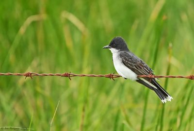 Eastern  Kingbird