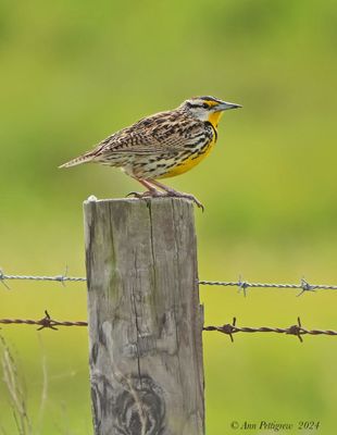 Eastern Meadowlark