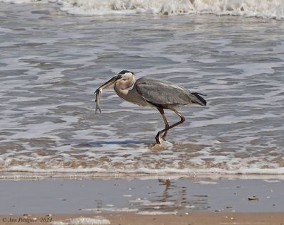 Great Blue Heron