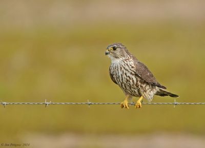 Merlin