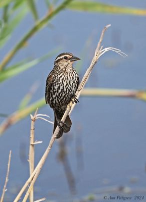 Red-winged Blackbird - female