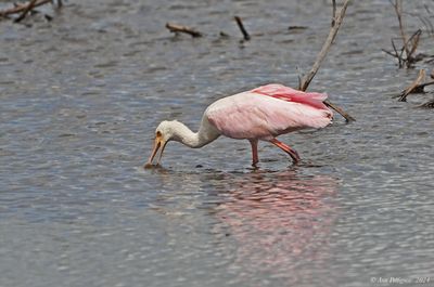 Roseate Spoonbill