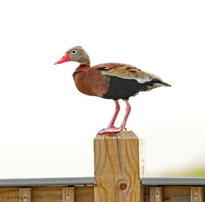 Black-bellied Whistling-Duck