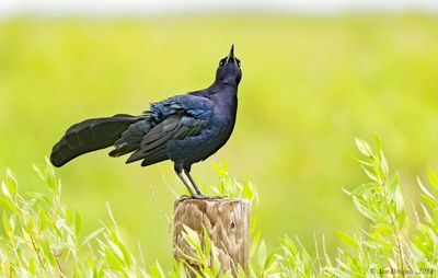 Great-tailed Grackle