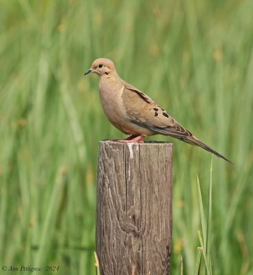 Mourning Dove